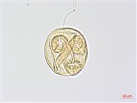 心葉露珠草藏品圖，第2張