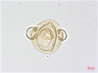 心葉露珠草藏品圖，第3張