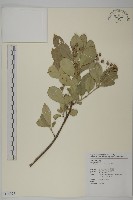 厚葉衛矛, 源一木藏品圖，第1張