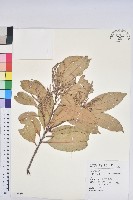 三斗石櫟藏品圖，第1張