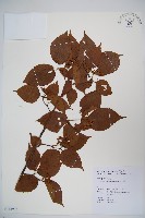 紅子莢迷藏品圖，第1張