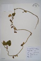 大葉馬兜鈴藏品圖，第1張