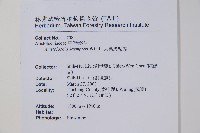 大葉馬兜鈴藏品圖，第2張