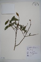 假黃楊藏品圖，第1張