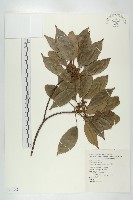 薯豆藏品圖，第1張