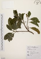 降真香藏品圖，第1張