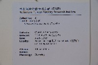 呂宋莢迷藏品圖，第2張