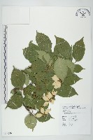 四照花藏品圖，第1張