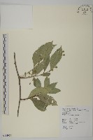 南華南蛇藤，青江藤藏品圖，第1張