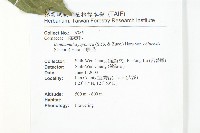 四照花藏品圖，第2張