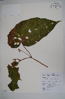 武威山秋海棠藏品圖，第1張