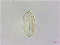 武威山秋海棠藏品圖，第2張