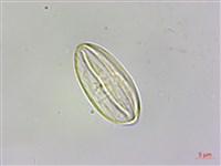 武威山秋海棠藏品圖，第3張