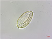 武威山秋海棠藏品圖，第4張