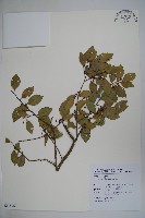 圓葉冬青藏品圖，第1張