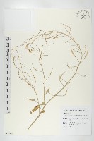 濱萊菔藏品圖，第1張