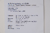 雞爪槭藏品圖，第2張