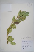 蘭嶼念珠藤藏品圖，第1張