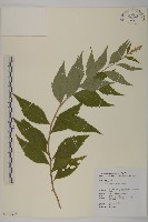 珍珠蒿、奇蒿藏品圖，第1張