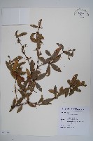 臺灣小蘗藏品圖，第1張