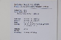 臺灣小蘗藏品圖，第2張