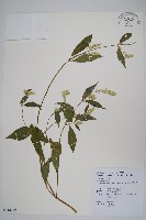 日本牛膝藏品圖，第1張