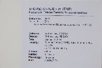 日本牛膝藏品圖，第2張