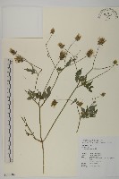 鬼針藏品圖，第1張