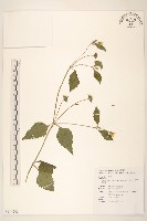 琉球蟛蜞菊藏品圖，第1張