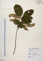 天料木藏品圖，第1張