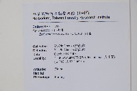 酸藤藏品圖，第2張