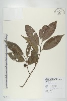 山紅柿藏品圖，第3張