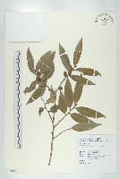 軟毛柿藏品圖，第1張