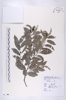 蘭嶼柿藏品圖，第1張