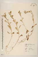 線球菊、田基黃藏品圖，第1張