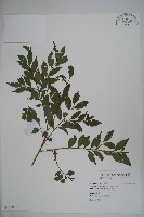 早田氏冬青藏品圖，第1張