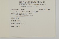 光果南蛇藤藏品圖，第2張