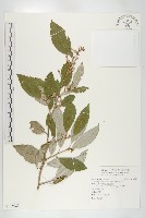 鄧氏胡頹子藏品圖，第1張