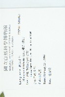 鄧氏胡頹子藏品圖，第2張