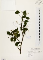 烏皮九芎、奮起湖野茉莉藏品圖，第1張