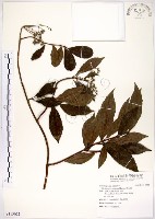 華八仙藏品圖，第1張