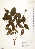 心基葉溲疏藏品圖，第1張