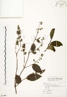 心基葉溲疏藏品圖，第1張