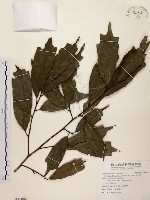 秀柱花藏品圖，第1張