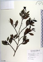 蚊母樹藏品圖，第1張