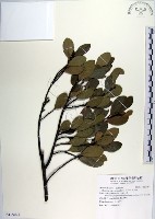 蚊母樹藏品圖，第1張