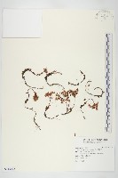 玉山佛甲草藏品圖，第1張