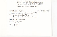 玉山佛甲草藏品圖，第2張