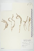 佛甲草、金莿插藏品圖，第1張