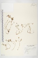 紅子佛甲草藏品圖，第1張